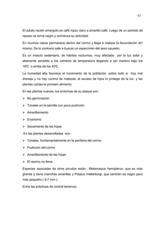 - 42 -
El adulto recién emergido es café rojizo claro a amarillo café. Luego de un periódo de
reposo se torna negro y comienza su actividad.
En muchos casos permanece dentro del cormo y llega a realizar la fecundación ahí
mismo. De lo contrario sale a buscar un especímen del sexo opuesto.
Es un insecto sedentario, de hábitos nocturnos, muy afectado por la luz solar y
altamente sensible a los cambios de temperatura llegando a ser inactivo bajo los
18°C o arriba de los 40°C.
La humedad alta favorece el incremento de la población sobre todo si hay mal
drenaje y no hay control de malezas; el exceso de hijos lo protege de la luz y las
plantas caídas le proveen alimento.
En las plantas nuevas, los síntomas de su ataque son:
No germinación
Túneles en la semilla con poca pudrición
Amarillamiento
Enanismo
Secamiento de las hojas
En las plantas desarrolladas son:
Túneles, fundamentalmente en la periferia del cormo
Pudrición del cormo
Amarillamiento de las hojas
El racimo no llena.
Especies asociadas de otros picudos están : Metamasius hemipterus, que es más
grande y tiene manchas amarillas y Polytus mellerborgi, que también es negro pero
más pequeño ( 5-7 mm ).
Entre las prácticas de control tenemos:
 