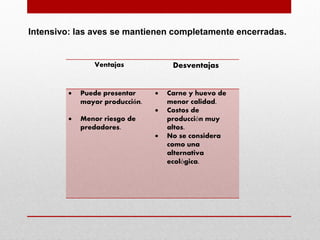 Ventajas Desventajas
 Puede presentar
mayor producción.
 Menor riesgo de
predadores.
 Carne y huevo de
menor calidad.
 Costos de
producción muy
altos.
 No se considera
como una
alternativa
ecológica.
Intensivo: las aves se mantienen completamente encerradas.
 