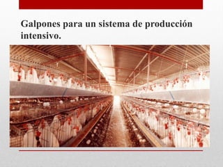 Galpones para un sistema de producción
intensivo.
 