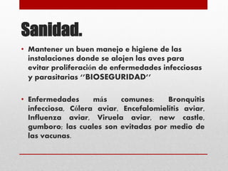 Sanidad.
• Mantener un buen manejo e higiene de las
instalaciones donde se alojen las aves para
evitar proliferación de enfermedades infecciosas
y parasitarias ‘’BIOSEGURIDAD’’
• Enfermedades más comunes: Bronquitis
infecciosa, Cólera aviar, Encefalomielitis aviar,
Influenza aviar, Viruela aviar, new castle,
gumboro; las cuales son evitadas por medio de
las vacunas.
 