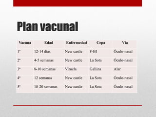 Plan vacunal
Vacuna Edad Enfermedad Cepa Vía
1ª 12-14 días New castle F-B1 Óculo-nasal
2ª 4-5 semanas New castle La Sota Óculo-nasal
3ª 8-10 semanas Viruela Gallina Alar
4ª 12 semanas New castle La Sota Óculo-nasal
5ª 18-20 semanas New castle La Sota Óculo-nasal
 