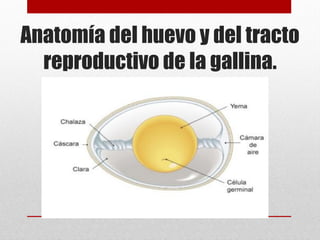 Anatomía del huevo y del tracto
reproductivo de la gallina.
 
