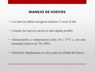 MANEJO DE HUEVOS
• Los huevos deben recogerse mínimo 5 veces al día.
• Limpiar los huevos sucios lo más rápido posible.
• Almacenarlos a temperaturas entre 10 y 13°C y con una
humedad relativa de 70 a 80%.
• Enfriarlos rápidamente es clave para la calidad del huevo.
 