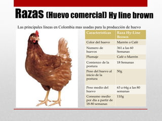 Razas (Huevo comercial)
Las principales líneas en Colombia mas usadas para la producción de huevo
son:
Hy line brown
 