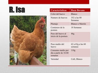 R. Isa Características Raza Bovans
Color del huevo Blanco
Numero de huevos 352 a las 80
Semanas
Plumaje Blanco o Marrón
Comienzo de la
postura
18 Semanas
Peso del huevo al
inicio de la postura
46g
Peso medio del
huevo
62 a 65g a las 60
semanas
Consumo medio por
día a partir de 18-80
semanas
110g
Variedad Café, Blanca
 