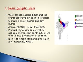  West Bengal, eastern Bihar and the
Brahmaputra valley lie in this region.
 Climate is moist humid and dry
humid.
 Annual rainfall- 1302-1607mm.
 Productivity of rice is lower than
national average but contributes 12%
of total rice production of country.
 Rice is the main crop and others are
jute, rapeseed, wheat.
 
