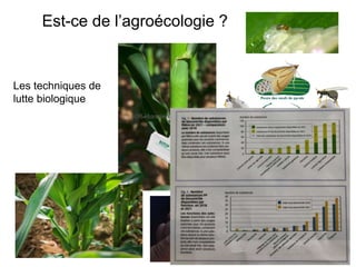 Est-ce de l’agroécologie ?
Les techniques de
lutte biologique
 