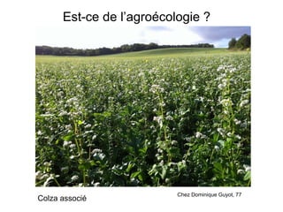 Est-ce de l’agroécologie ?
Colza associé
Chez Dominique Guyot, 77
 