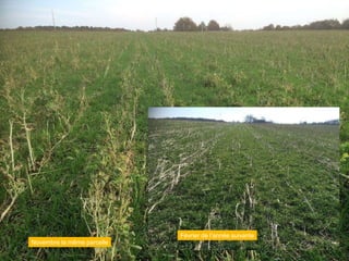 Novembre la même parcelle
Février de l’année suivante
 