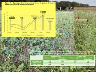 Estimation de l’infestation de larves de grosses altises sur colza pâturés
par des moutons (source Aurore Baillet : Terres Inovia
Le pâturage réduit de 30 à 75 % le nombre de larves de grosses altises dans les colzas selon les périodes
d’observation.
 