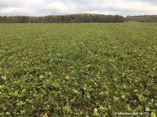 Trèfle blanc/blé 16 (77)
 