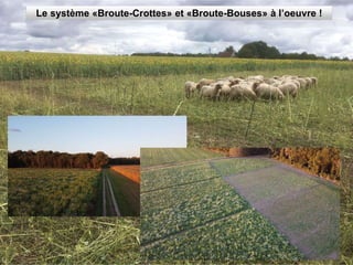 Le système «Broute-Crottes» et «Broute-Bouses» à l’oeuvre !
 