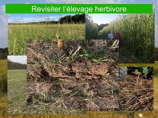 Revisiter l’élevage herbivore
 