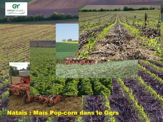 Nataïs : Maïs Pop-corn dans le Gers
 