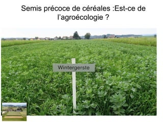 Semis précoce de céréales :Est-ce de
l’agroécologie ?
 