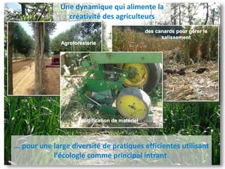 Une dynamique qui alimente la
créativité des agriculteurs
Agroforesterie
... pour une large diversité de pratiques efficientes utilisant
l’écologie comme principal intrant.
des canards pour gérer le
salissement
modification de matériel
 