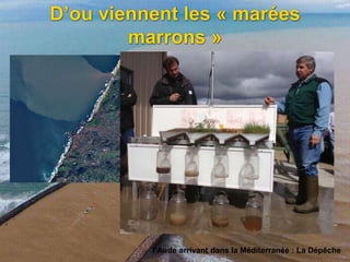D’ou viennent les « marées
marrons »
l’Aude arrivant dans la Méditerranée : La Dépêche
 