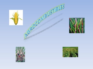 agrocombustibles 