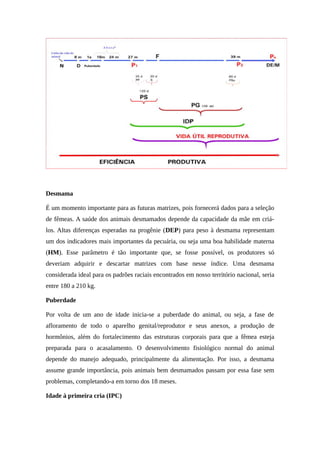 Desmama 
É um momento importante para as futuras matrizes, pois fornecerá dados para a seleção 
de fêmeas. A saúde dos animais desmamados depende da capacidade da mãe em criá-los. 
Altas diferenças esperadas na progênie (DEP) para peso à desmama representam 
um dos indicadores mais importantes da pecuária, ou seja uma boa habilidade materna 
(HM). Esse parâmetro é tão importante que, se fosse possível, os produtores só 
deveriam adquirir e descartar matrizes com base nesse índice. Uma desmama 
considerada ideal para os padrões raciais encontrados em nosso território nacional, seria 
entre 180 a 210 kg. 
Puberdade 
Por volta de um ano de idade inicia-se a puberdade do animal, ou seja, a fase de 
afloramento de todo o aparelho genital/reprodutor e seus anexos, a produção de 
hormônios, além do fortalecimento das estruturas corporais para que a fêmea esteja 
preparada para o acasalamento. O desenvolvimento fisiológico normal do animal 
depende do manejo adequado, principalmente da alimentação. Por isso, a desmama 
assume grande importância, pois animais bem desmamados passam por essa fase sem 
problemas, completando-a em torno dos 18 meses. 
Idade à primeira cria (IPC) 
 