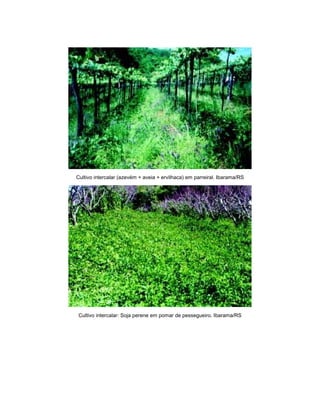 Cultivo intercalar (azevém + aveia + ervilhaca) em parreiral. Ibarama/RS
Cultivo intercalar: Soja perene em pomar de pessegueiro. Ibarama/RS
 