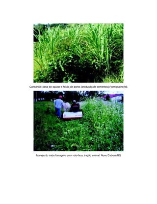 Consórcio: cana-de-açúcar e feijão-de-porco (produção de sementes).Formigueiro/RS
Manejo do nabo forrageiro com rolo-faca, tração animal. Novo Cabrais/RS
 
