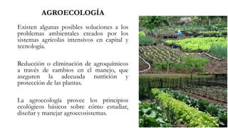 Existen algunas posibles soluciones a los
problemas ambientales creados por los
sistemas agrícolas intensivos en capital y
tecnología.
Reducción o eliminación de agroquímicos
a través de cambios en el manejo, que
aseguren la adecuada nutrición y
protección de las plantas.
La agroecología provee los principios
ecológicos básicos sobre cómo estudiar,
diseñar y manejar agroecosistemas.
AGROECOLOGÍA
 