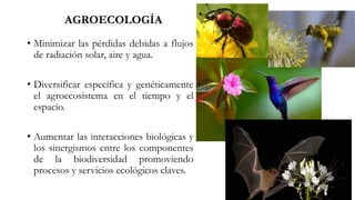 • Minimizar las pérdidas debidas a flujos
de radiación solar, aire y agua.
• Diversificar específica y genéticamente
el agroecosistema en el tiempo y el
espacio.
• Aumentar las interacciones biológicas y
los sinergismos entre los componentes
de la biodiversidad promoviendo
procesos y servicios ecológicos claves.
AGROECOLOGÍA
 