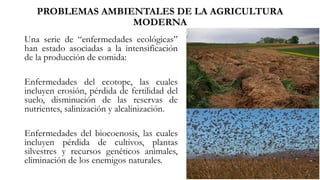 PROBLEMAS AMBIENTALES DE LA AGRICULTURA
MODERNA
Una serie de “enfermedades ecológicas”
han estado asociadas a la intensificación
de la producción de comida:
Enfermedades del ecotope, las cuales
incluyen erosión, pérdida de fertilidad del
suelo, disminución de las reservas de
nutrientes, salinización y alcalinización.
Enfermedades del biocoenosis, las cuales
incluyen pérdida de cultivos, plantas
silvestres y recursos genéticos animales,
eliminación de los enemigos naturales.
 
