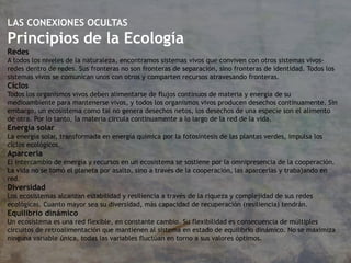 LAS CONEXIONES OCULTAS
Principios de la Ecología
Redes
A todos los niveles de la naturaleza, encontramos sistemas vivos que conviven con otros sistemas vivos-
redes dentro de redes. Sus fronteras no son fronteras de separación, sino fronteras de identidad. Todos los
sistemas vivos se comunican unos con otros y comparten recursos atravesando fronteras.
Ciclos
Todos los organismos vivos deben alimentarse de flujos continuos de materia y energía de su
medioambiente para mantenerse vivos, y todos los organismos vivos producen desechos continuamente. Sin
embargo, un ecosistema como tal no genera desechos netos, los desechos de una especie son el alimento
de otra. Por lo tanto, la materia circula continuamente a lo largo de la red de la vida.
Energía solar
La energía solar, transformada en energía química por la fotosíntesis de las plantas verdes, impulsa los
ciclos ecológicos.
Aparcería
El intercambio de energía y recursos en un ecosistema se sostiene por la omnipresencia de la cooperación.
La vida no se tomó el planeta por asalto, sino a través de la cooperación, las aparcerías y trabajando en
red.
Diversidad
Los ecosistemas alcanzan estabilidad y resiliencia a través de la riqueza y complejidad de sus redes
ecológicas. Cuanto mayor sea su diversidad, más capacidad de recuperación (resiliencia) tendrán.
Equilibrio dinámico
Un ecosistema es una red flexible, en constante cambio. Su flexibilidad es consecuencia de múltiples
circuitos de retroalimentación que mantienen al sistema en estado de equilibrio dinámico. No se maximiza
ninguna variable única, todas las variables fluctúan en torno a sus valores óptimos.
 