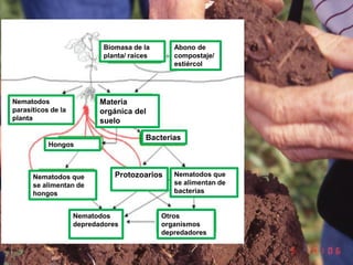 Abono de
compostaje/
estiércol
Biomasa de la
planta/ raíces
Nematodos
parasíticos de la
planta
Materia
orgánica del
suelo
Hongos
Bacterias
Nematodos que
se alimentan de
hongos
Nematodos que
se alimentan de
bacterias
Protozoarios
Otros
organismos
depredadores
Nematodos
depredadores
 