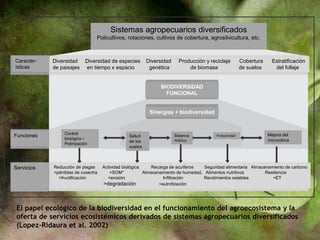 El papel ecológico de la biodiversidad en el funcionamiento del agroecosistema y la
oferta de servicios ecosistémicos derivados de sistemas agropecuarios diversificados
(Lopez-Ridaura et al. 2002)
Caracter-
ísticas
Sistemas agropecuarios diversificados
Policultivos, rotaciones, cultivos de cobertura, agrosilvicultura, etc.
Funciones
Servicios
Diversidad Diversidad de especies Diversidad Producción y reciclaje Cobertura Estratificación
de paisajes en tiempo x espacio genética de biomasa de suelos del follaje
BIODIVERSIDAD
FUNCIONAL
Sinergias + biodiversidad
Control
biológico –
Polinización
Salud
de los
suelos
Balance
hídrico
Productividad Mejora del
microclima
Reducción de plagas Actividad biológica Recarga de acuíferos Seguridad alimentaria Almacenamiento de carbono
<pérdidas de cosecha >SOM* Almacenamiento de humedad, Alimentos nutritivos Resiliencia
>fructificación <erosión Infiltración Rendimientos estables <ET
>degradación <eutrofización
 