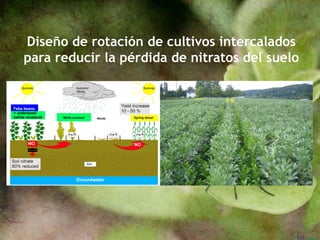 Diseño de rotación de cultivos intercalados
para reducir la pérdida de nitratos del suelo
 