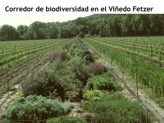 Corredor de biodiversidad en el Viñedo Fetzer
 