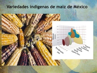Variedades indígenas de maíz de México
 