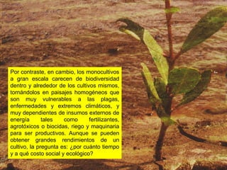 Por contraste, en cambio, los monocultivos
a gran escala carecen de biodiversidad
dentro y alrededor de los cultivos mismos,
tornándolos en paisajes homogéneos que
son muy vulnerables a las plagas,
enfermedades y extremos climáticos, y
muy dependientes de insumos externos de
energía tales como fertilizantes,
agrotóxicos o biocidas, riego y maquinaria
para ser productivos. Aunque se pueden
obtener grandes rendimientos de un
cultivo, la pregunta es: ¿por cuánto tiempo
y a qué costo social y ecológico?
 