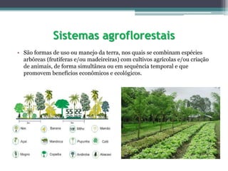 Sistemas agroflorestais
• São formas de uso ou manejo da terra, nos quais se combinam espécies
arbóreas (frutíferas e/ou madeireiras) com cultivos agrícolas e/ou criação
de animais, de forma simultânea ou em sequência temporal e que
promovem benefícios econômicos e ecológicos.
 