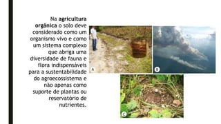 Na agricultura
orgânica o solo deve
considerado como um
organismo vivo e como
um sistema complexo
que abriga uma
diversidade de fauna e
flora indispensáveis
para a sustentabilidade
do agroecossistema e
não apenas como
suporte de plantas ou
reservatório de
nutrientes.
 