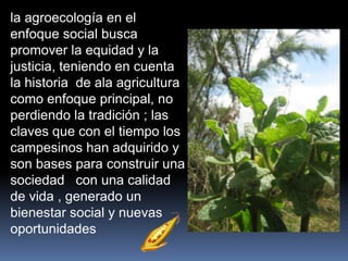 la agroecología en el
enfoque social busca
promover la equidad y la
justicia, teniendo en cuenta
la historia de ala agricultura
como enfoque principal, no
perdiendo la tradición ; las
claves que con el tiempo los
campesinos han adquirido y
son bases para construir una
sociedad con una calidad
de vida , generado un
bienestar social y nuevas
oportunidades
 