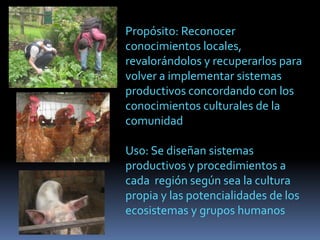 Propósito: Reconocer
conocimientos locales,
revalorándolos y recuperarlos para
volver a implementar sistemas
productivos concordando con los
conocimientos culturales de la
comunidad
Uso: Se diseñan sistemas
productivos y procedimientos a
cada región según sea la cultura
propia y las potencialidades de los
ecosistemas y grupos humanos
 