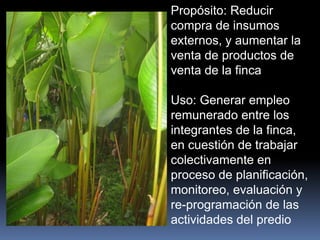 Propósito: Reducir
compra de insumos
externos, y aumentar la
venta de productos de
venta de la finca
Uso: Generar empleo
remunerado entre los
integrantes de la finca,
en cuestión de trabajar
colectivamente en
proceso de planificación,
monitoreo, evaluación y
re-programación de las
actividades del predio
 