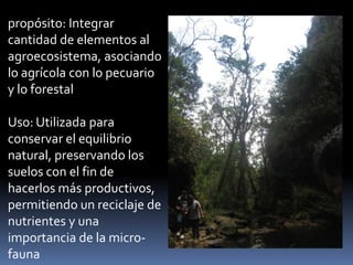propósito: Integrar
cantidad de elementos al
agroecosistema, asociando
lo agrícola con lo pecuario
y lo forestal
Uso: Utilizada para
conservar el equilibrio
natural, preservando los
suelos con el fin de
hacerlos más productivos,
permitiendo un reciclaje de
nutrientes y una
importancia de la micro-
fauna
 