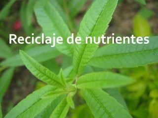 Reciclaje de nutrientes
 