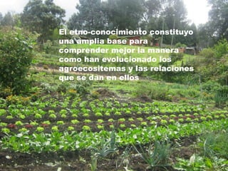 El etno-conocimiento constituyo
una amplia base para
comprender mejor la manera
como han evolucionado los
agroecositemas y las relaciones
que se dan en ellos
 