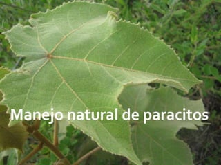 Manejo natural de paracitos
 