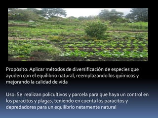 Propósito: Aplicar métodos de diversificación de especies que
ayuden con el equilibrio natural, reemplazando los químicos y
mejorando la calidad de vida
Uso: Se realizan policultivos y parcela para que haya un control en
los paracitos y plagas, teniendo en cuenta los paracitos y
depredadores para un equilibrio netamente natural
 