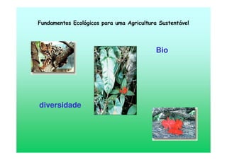 Bio
diversidade
Fundamentos Ecológicos para uma Agricultura Sustentável
 