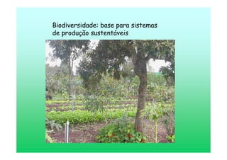 Biodiversidade: base para sistemas
de produção sustentáveis
 