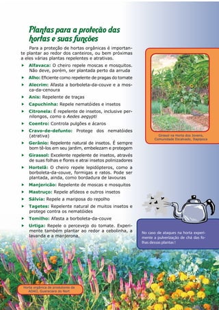 Horta orgânica de produtores da
ADAO, Guaraciara do Nort
Girasol na Horta dos Jovens,
Comunidade Escalvado, Itapipoca
19
Plantas para a proteção das
hortas e suas funções
Para a proteção de hortas orgânicas é importan-
te plantar ao redor dos canteiros, ou bem próximas
a eles várias plantas repelentes e atrativas.
ff Alfavaca: O cheiro repele moscas e mosquitos.
Não deve, porém, ser plantada perto da arruda
ff Alho: Eficiente como repelente de pragas do tomate
ff Alecrim: Afasta a borboleta-da-couve e a mos-
ca-da-cenoura
ff Anis: Repelente de traças
ff Capuchinha: Repele nematóides e insetos
ff Citronela: É repelente de insetos, inclusive per-
nilongos, como o Aedes aegypti
ff Coentro: Controla pulgões e ácaros
ff Cravo-de-defunto: Protege dos nematóides
(atrativa)
ff Gerânio: Repelente natural de insetos. É sempre
bom tê-los em seu jardim, embelezam e protegem
ff Girassol: Excelente repelente de insetos, através
de suas folhas e flores e atrai insetos polinizadores
ff Hortelã: O cheiro repele lepidópteros, como a
borboleta-da-couve, formigas e ratos. Pode ser
plantada, ainda, como bordadura de lavouras
ff Manjericão: Repelente de moscas e mosquitos
ff Mastruço: Repele afídeos e outros insetos
ff Sálvia: Repele a mariposa do repolho
ff Tagetes: Repelente natural de muitos insetos e
protege contra os nematóides
ff Tomilho: Afasta a borboleta-da-couve
ff Urtiga: Repele o percevejo do tomate. Experi-
mente também plantar ao redor a cebolinha, a
lavanda e a manjerona.
No caso de ataques na horta experi-
mente a pulverização de chá das fo-
lhas dessas plantas !
 