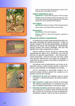 24
lução no olheiro principal do formigueiro e tapar os de-
mais para que as formigas não fujam.
Angico (Piptadenia spp.)
Ingredientes: 1 Kg de folhas de angico; 10 litros de água
Preparo: deixar de molho as folhas de angico em 10 li-
tros de água, por 8 dias. Aplicar proporção de 1 litro desta
solução por metro quadrado de formigueiro.
Cal virgem
Ingredientes: 2 Kg de cal virgem; 10 litros de água quente.
Aplicar sobre os principais olheiros das formigas
Manipueira
Ingredientes: 2 litros de manipueira
Preparo: Aplicar no olho do formigueiro, repetindo a
cada 5 dias.
Manejo de plantas espontâneas
As plantas que surgem espontaneamente são mui-
tas vezes chamadas de “plantas daninhas”, “mato” ou
mesmo “pragas”. No manejo agroecológico, as plantas
diferentes da cultura são chamadas de “espontâneas”
porque surgem sem serem plantadas, mas isso não
significa que sejam prejudiciais à cultura.
Mesmo podendo causar perdas às culturas pela
competição por água, luz e nutrientes, ao invés de
eliminar as plantas espontâneas – até mesmo apli-
cando herbicidas – deve-se conviver com elas. Cada
uma dessas plantas tem seu papel de proteger a
superfície do solo, estocar nutrientes e hospedar in-
setos polinizadores.
Há plantas mais problemáticas nos ciclos de di-
ferentes culturas, sendo preciso avaliar o dano eco-
nômico para planejar as estratégias de manejo.
Se for necessária a eliminação seletiva, ou o
controle dessas plantas podem ser usadas as se-
guintes técnicas de manejo:
ff Cobertura do solo com plantas vivas ou secas
impedem o desenvolvimento de plantas espon-
tâneas
ff Não revolver o solo para manter as sementes
das plantas espontâneas na superfície do solo,
sem condições adequadas à sua germinação.
ff Controle mecânico através de capinas, manuais
ou mecânicas, ou melhor, ainda, através de roça-
das a partir do momento em que as plantas es-
pontâneas atingem o ponto de dano econômico.
Cobertura do solo
Cobertura do solo com palha de arroz
Cobertura do solo praticada pelo
agricultor Joaquim Pinto, Comunidade
Sabonete, Apuiarés
 