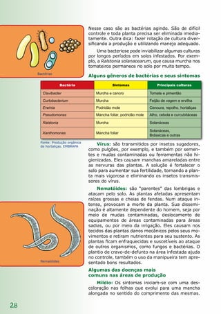 28
Nesse caso são as bactérias agindo. São de difícil
controle e toda planta precisa ser eliminada imedia-
tamente. Outra dica: fazer rotação de cultura diver-
sificando a produção e utilizando manejo adequado.
Uma bacteriose pode inviabilizar algumas culturas
por longos períodos em solos infestados. Por exem-
plo, a Ralstonia solanacearum, que causa murcha nos
tomateiros permanece no solo por muito tempo.
Alguns gêneros de bactérias e seus sintomas
Vírus: são transmitidos por insetos sugadores,
como pulgões, por exemplo, e também por semen-
tes e mudas contaminadas ou ferramentas não hi-
gienizadas. Eles causam manchas amareladas entre
as nervuras das plantas. A solução é fortalecer o
solo para aumentar sua fertilidade, tornando a plan-
ta mais vigorosa e eliminando os insetos transmis-
sores do vírus.
Nematóides: são “parentes” das lombrigas e
atacam pelo solo. As plantas afetadas apresentam
raízes grossas e cheias de fendas. Num ataque in-
tenso, provocam a morte da planta. Sua dissemi-
nação é altamente dependente do homem, seja por
meio de mudas contaminadas, deslocamento de
equipamentos de áreas contaminadas para áreas
sadias, ou por meio da irrigação. Eles causam nos
tecidos das plantas danos mecânicos pelos seus mo-
vimentos e retiram nutrientes para seu sustento. As
plantas ficam enfraquecidas e suscetíveis ao ataque
de outros organismos, como fungos e bactérias. O
plantio de cravo-de-defunto na área infestada ajuda
no controle, também o uso da manipueira tem apre-
sentado bons resultados.
Algumas das doenças mais
comuns nas áreas de produção
Míldio: Os sintomas iniciam-se com uma des-
coloração nas folhas que evolui para uma mancha
alongada no sentido do comprimento das mesmas.
Bactéria Sintomas Principais culturas
Clavibacter Murcha e cancro Tomate e pimentão
Curtobacterium Murcha Feijão de vagem e ervilha
Erwinia Podridão mole Cenoura, repolho, hortaliças
Pseudomonas Mancha foliar, podridão mole Alho, cebola e curcubitáceas
Ralstonia Murcha Solanáceas
Xanthomonas Mancha foliar
Solanáceas,
Brássicas e outras
Nematóides
Bactérias
Fonte: Produção orgânica
de hortaliças. EMBRAPA
 